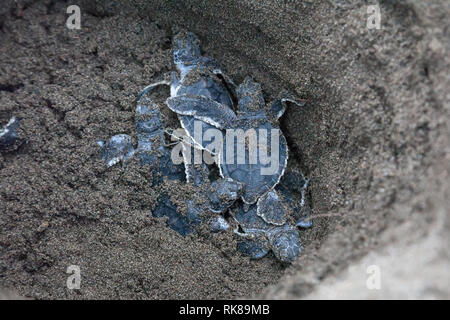 Baby Suppenschildkröten (Chelonia mydas) im Nest und bereit, den Ozean in Costa Rica zu kriechen. Stockfoto