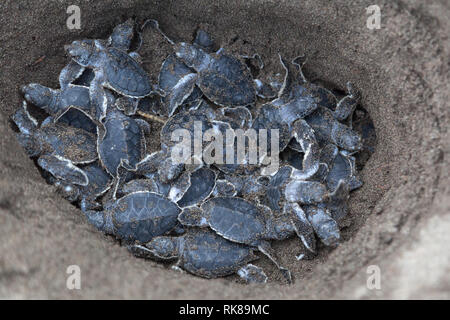 Baby Suppenschildkröten (Chelonia mydas) im Nest und bereit, den Ozean in Costa Rica zu kriechen. Stockfoto