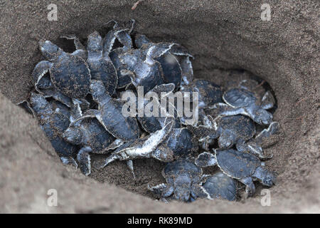 Baby Suppenschildkröten (Chelonia mydas) im Nest und bereit, den Ozean in Costa Rica zu kriechen. Stockfoto