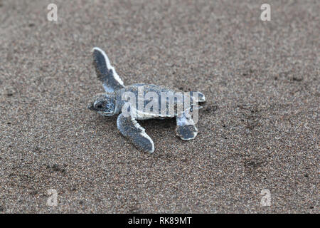 Ein Baby Suppenschildkröte (Chelonia mydas) Kriechen auf das Meer am Strand in Costa Rica. Stockfoto