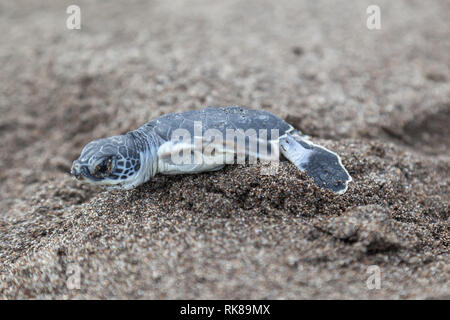 Ein Baby Suppenschildkröte (Chelonia mydas) Kriechen auf das Meer am Strand in Costa Rica. Stockfoto