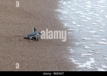 Ein Baby Suppenschildkröte (Chelonia mydas) Kriechen auf das Meer am Strand in Costa Rica. Stockfoto