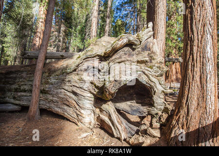 Root der gefallenen Mammutbaum im Sequoia National Park, Kalifornien, USA Stockfoto