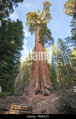 General Grant Tree (Nation Weihnachtsbaum') im Kings Canyon National Park, zweitgrößter Baum der Welt. Stockfoto