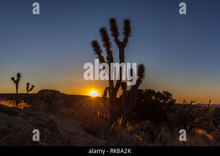 Joshua Bäume (Yucca Buergeri) bei Sonnenuntergang in Mojave National Preserve, Kalifornien Stockfoto