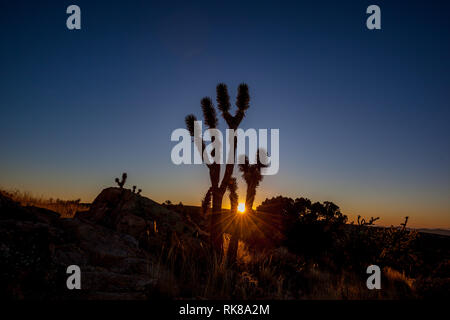 Joshua Bäume (Yucca Buergeri) bei Sonnenuntergang in Mojave National Preserve, Kalifornien Stockfoto