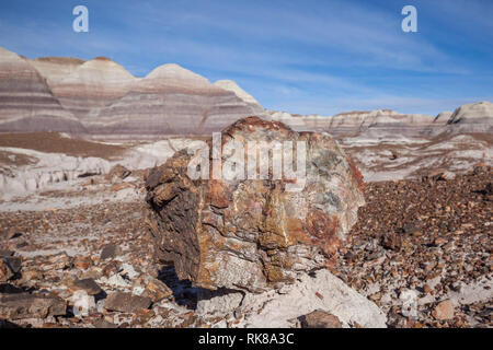 Versteinerte Baumstämme mit Badlands im Hintergrund, im Petrified Forest National Park, Florida, USA. Stockfoto