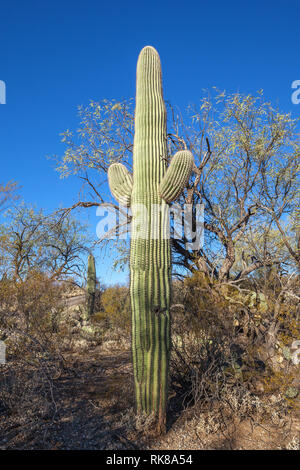Saguaro (Carnegiea gigantea) im Saguaro National Park, Arizona. Der Park ist für die großen Saguaro Kaktus genannt, beheimatet in der Wüste. Stockfoto