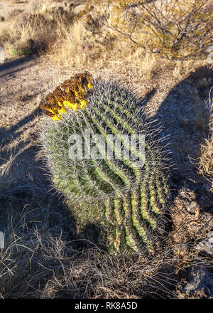 Nahaufnahme der Angelhaken barrel Kaktus (Ferocactus wislizenii,) Blühen in den Saguaro National Park in Tucson, Arizona Stockfoto