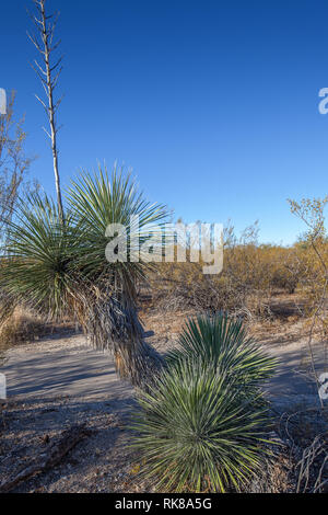 Wüste Löffel (Dasylirion Wheeleri) im Saguaro National Park, Arizona, USA Stockfoto