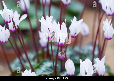 Cyclamen Persicum Blume Porträt. Cyclamenkultur in einer geschützten Umgebung. Stockfoto