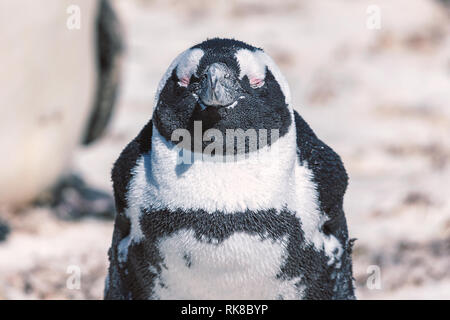 Afrikanische Pinguin Nahaufnahme Portrait mit geschlossenen Augen und zufriedene glückliche Gesichtsausdruck Stockfoto