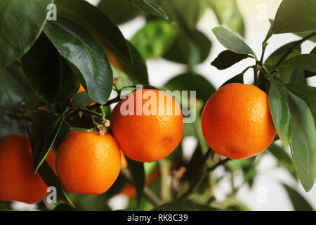 Frische Mandarine Früchte an einem Baum. Tangerine Hintergrund Stockfoto