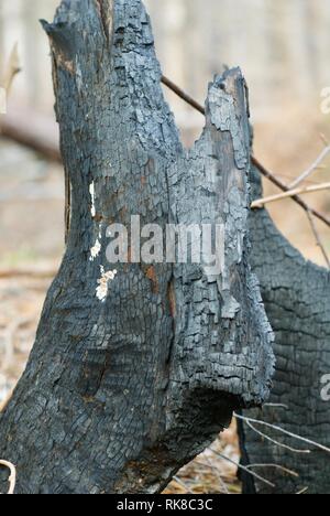 Nahaufnahme von einem Baumstamm in den Smoky Mountains National Park, Tennessee, USA, die in die katastrophale und tödliche Feuer 2016 verbrannt. Stockfoto