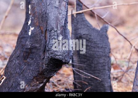 Nahaufnahme von einem Baumstamm in den Smoky Mountains National Park, Tennessee, USA, die in die katastrophale und tödliche Feuer 2016 verbrannt. Stockfoto