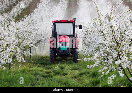 Traktor sprays Insektizid im Cherry Orchard Landwirtschaft Landwirtschaft Stockfoto