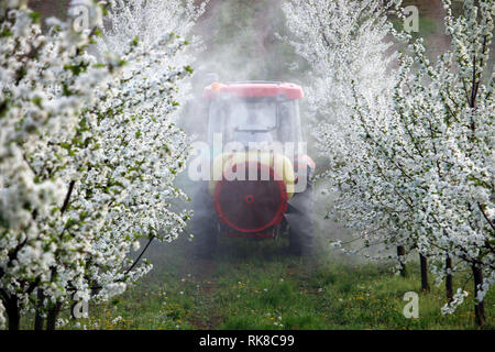 Traktor sprays Insektizid im Cherry Orchard Landwirtschaft Stockfoto