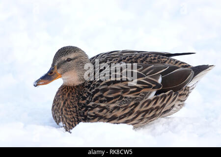 Weibliche Stockente (Anas platyrhynchos) im Schnee. Stockfoto
