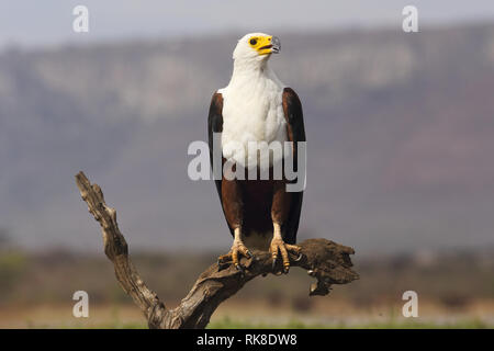 Eine African Fish Eagle ist bereit, auf einen getrockneten Zweig in der Nähe von eine Pfütze von Wasser zu fliegen Stockfoto