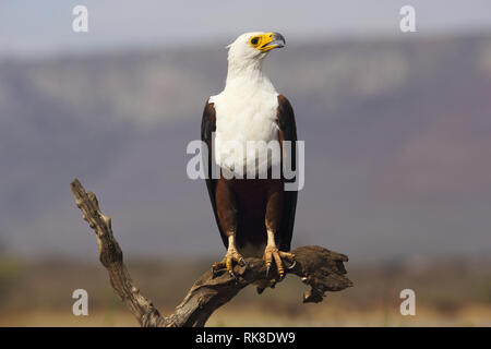Eine African Fish Eagle ist bereit, auf einen getrockneten Zweig in der Nähe von eine Pfütze von Wasser zu fliegen Stockfoto