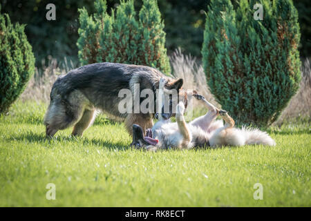 Paar Deutsche Schäferhunde spielen gegeneinander kämpfen, ist man vorsichtig beißen, die den anderen vorderen Bein. Man ist auf dem Rücken, unterwürfig. Stockfoto