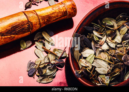Preiselbeere Blätter in der traditionellen Medizin. Kräutermedizin. Cowberry Blätter Stockfoto