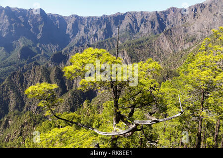 Kanarische Kiefern in der Caldera de Taburiente auf La Palma, Canaruy Inseln Stockfoto