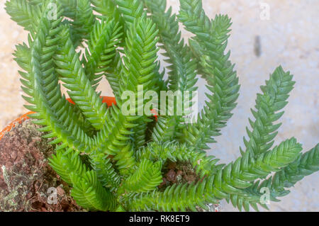 Crassula muscosa, (Synonyme Crassula lycopodioides und Crassula pseudolycopodioides), ist eine sukkulente Pflanze Südafrika und Namibia, belongi Stockfoto