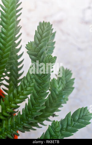 Crassula muscosa, (Synonyme Crassula lycopodioides und Crassula pseudolycopodioides), ist eine sukkulente Pflanze Südafrika und Namibia, belongi Stockfoto