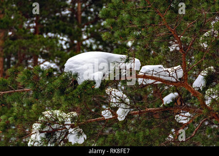 Hüte der weiße Schnee auf grünen Pinien Filialen. Selektive konzentrieren. Stockfoto