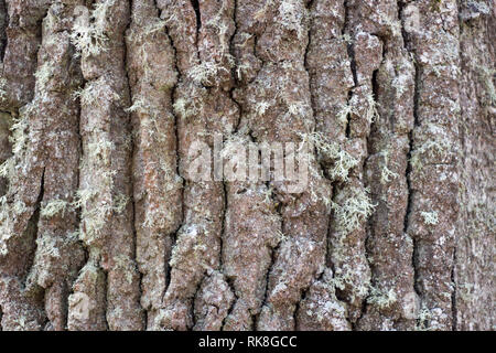 Eichenrinde Textur Hintergrund Muster alte braune Crack für Design Stockfoto