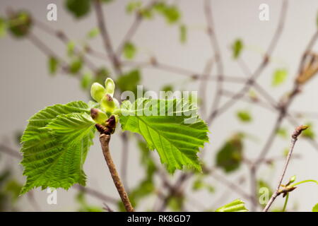 Die erste Feder sanft Blätter, Knospen und Zweige Makro Hintergrund Stockfoto