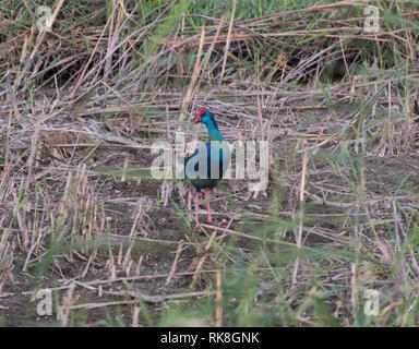 Purple gallinule Afrikanischen haben porphyrio madagascariensis Wild Bird River Bank Marschland mit Gras Schilf stand Stockfoto