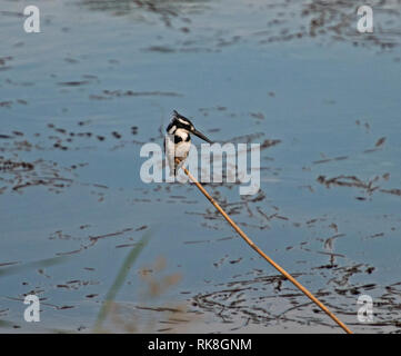 Pied Kingfisher ceryle rudis Wild Bird auf Gras stand thront Reed Stick des Flusses Marschland Stockfoto