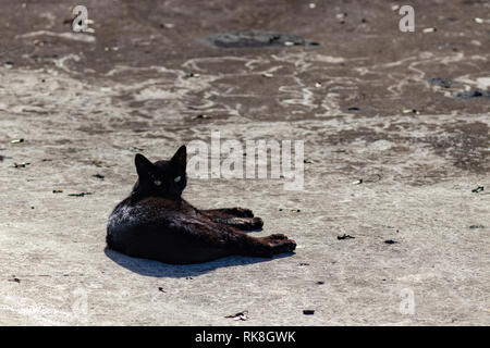 Cardiff, Sommer 2018, die Katze auf dem Dach Stockfoto