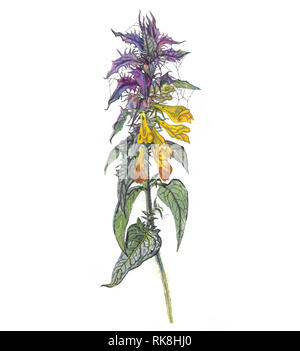 Melampyrum nemorosum Blume, die Tag und Nacht in Schweden und Ivan und Maria in Russland. Hand gezeichnet Aquarell botanischer Illustration auf whi isoliert Stockfoto