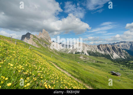 Fußweg in Richtung Seceda Berg mit Globeflowers im Vordergrund. St. Ulrich, Provinz Bozen, Trentino Alto Adige, Italien. Stockfoto