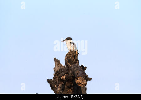 Schwarz-weiß Kingfisher auf thr Stumpf in der Serengeti Savanna, Afrika Stockfoto