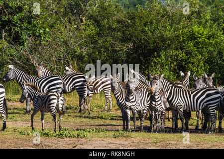 Herden von Zebras in der Serengeti. Tansania, Afrika Stockfoto