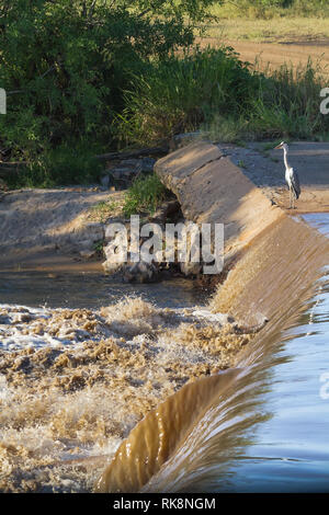 Graureiher auf der Brücke über den Fluss. Grumeti River, Serengeti, Afrika Stockfoto