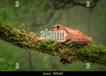 Eine Nahaufnahme eines Golden Tree Frog auf einem Zweig mit einem jungle Szene Hintergrund. Es blickt auf die in Kopie Raum links Stockfoto