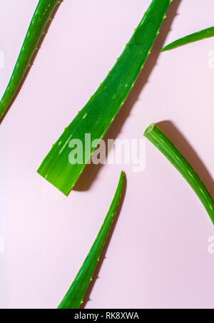 Aloe Vera Blätter Teile auf rosa Hintergrund. Hintergrund und zerstreute Blätter Schichten der Aloe kontrastiert. Gesundheit und Schönheit Konzept. Stockfoto