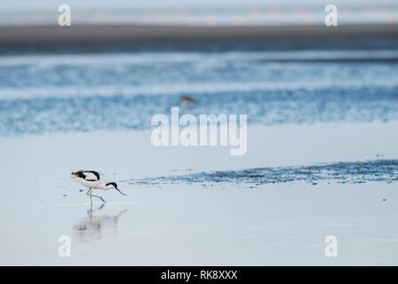 Pied Avocet - Recurvirostra avosetta, schöne besondere Wasser Vogel aus Süß- und Salzwasser auf der ganzen Welt, Walvis Bay, Namibia. Stockfoto