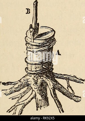 . Die Kunst der Veredelung und angehende. Pfropfen. Veredelung und angehende. 125 2. Das Pfropfen auf einem separaten Root. Im contra - Unterscheidung der Methoden, die nur aufgezählt, in denen die Lager ist die Wurzel der Pflanze, ist übertragen, in der die derzeitigen Lagerbestände und Scion werden aus verschiedenen Pflanzen getroffen werden. Die Aktie ist entweder ein Teil der Wurzel oder einem Schaft nach unten nah an der Wurzel, aber nicht unterhalb des Halses. Das Pfropfen auf einem Fragment eines Gejohle. Die bignonia, der Baum paBony und die glyzinien sollte im Frühjahr eingepflanzt werden, bevor der Fluss der SAP oder im August. Ein Fragment eines Root gepfropft (bignonia). Stockfoto