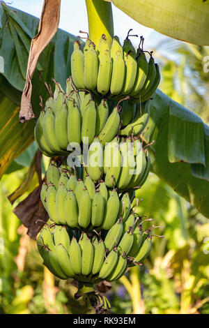 Bündel grüne Bananen in den Garten. Raw Banane auf Baum. Stockfoto