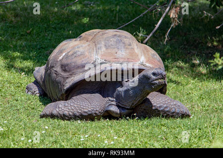 Die große Schildkröte kriechen auf dem Gras und RSS-Feeds. Stockfoto