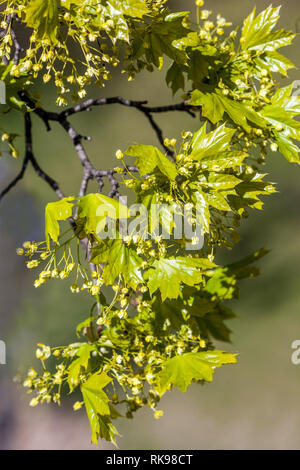 Norwegen Ahornbaum im Frühjahr, Acer platanoides blüht Stockfoto