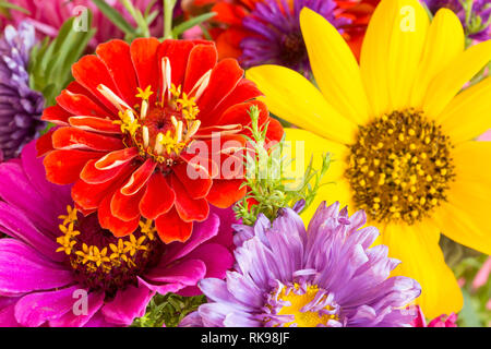 Bunte Blumen close up Stockfoto