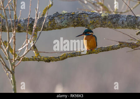 Eisvogel (Alcedo atthis) am Zweig. Rot Orange unter Teile Electric Blue oberen Teile weißen Hals und Nacken patches lange schwarze Bill und kurze Rute. Stockfoto