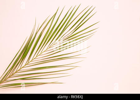 Palm Leaf auf Rosa pastell Hintergrund Stockfoto